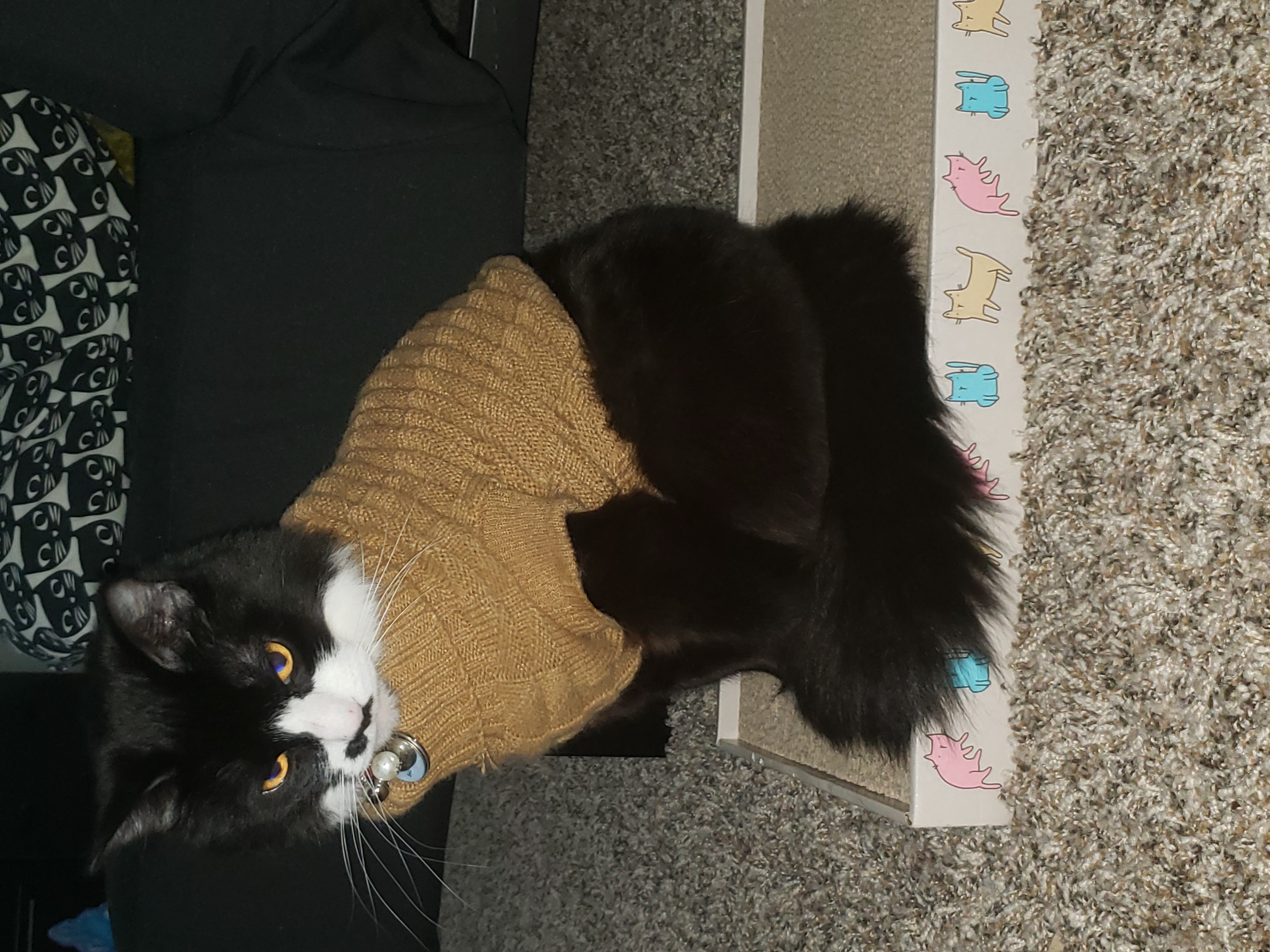 Also, my cat Renfield