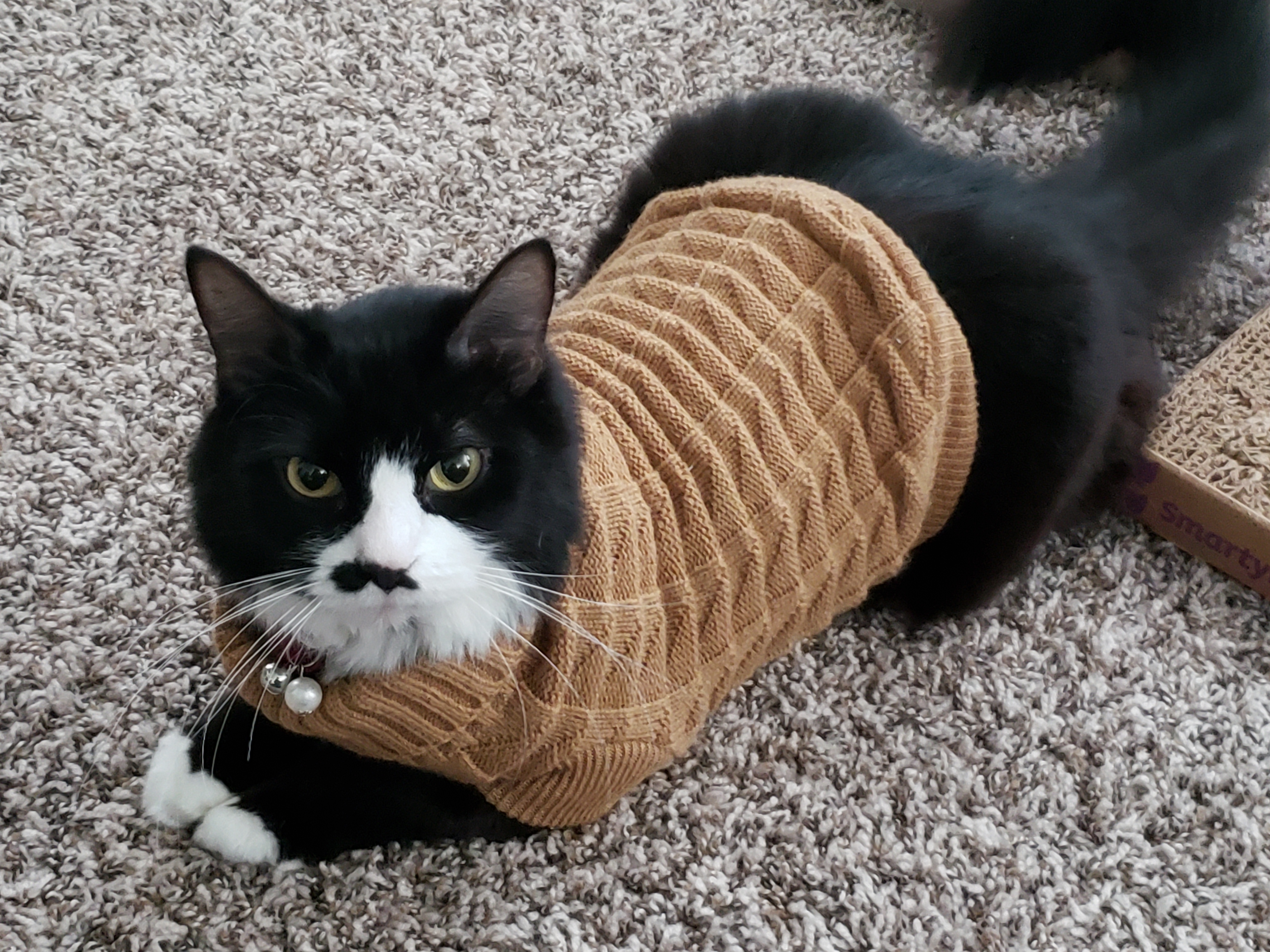 My cat Renfield