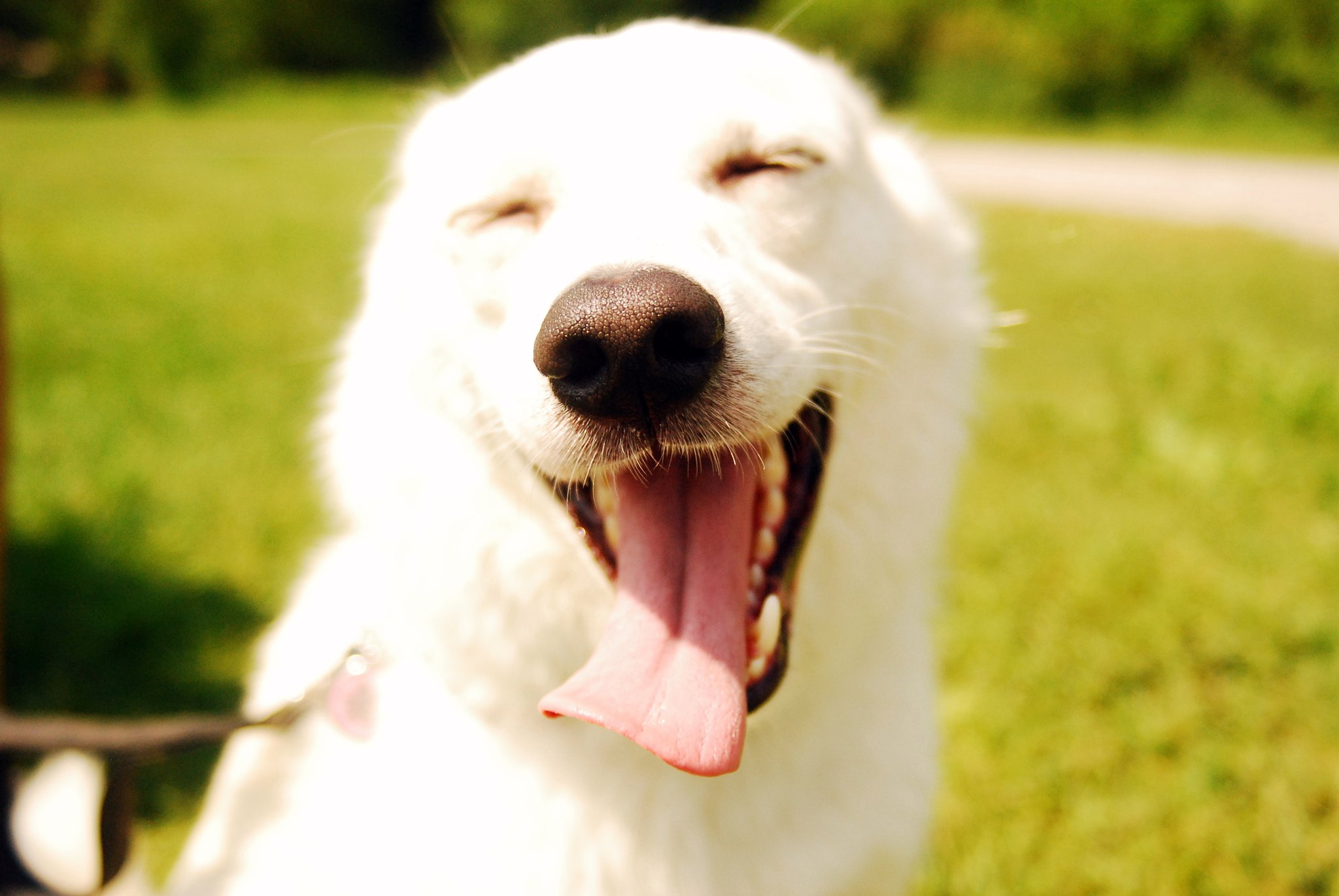 a white dog outside smiling with eyes closed