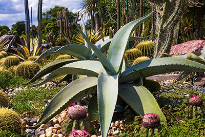 A beautiful Cactus Garden