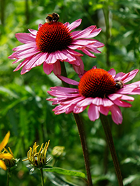 coneflowers