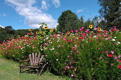 cosmos, sunflowers, and other hot weather flowers