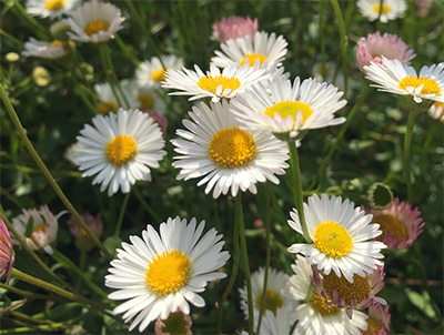 Erigeron karvinskianus 		(daisy-like flower)