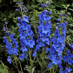 Delphinium flowers