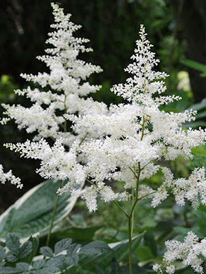 false spirea