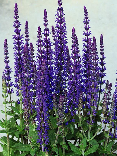 Salvia blooms