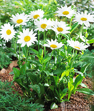 Shasta Daisies