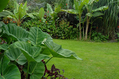 Tropical Garden