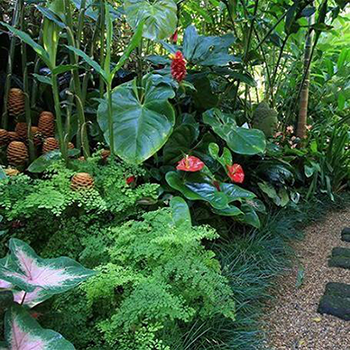 Maidenhair Ferns and Elephants Ear in a tropical garden