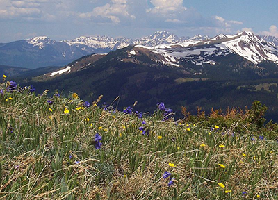 wild tundra plants