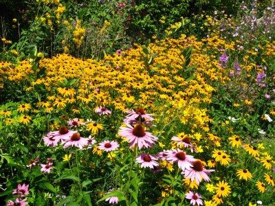 wildflower garden