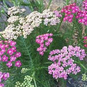 yarrow