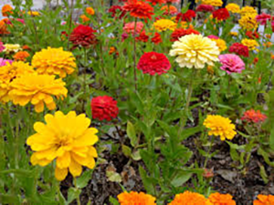 zinnias