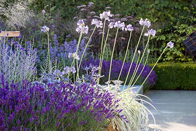 zone 9 flowers, including lavender