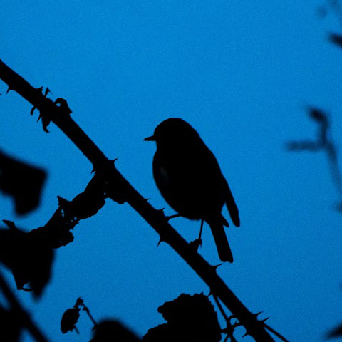 A cropped image of a bird resting on a tree branch