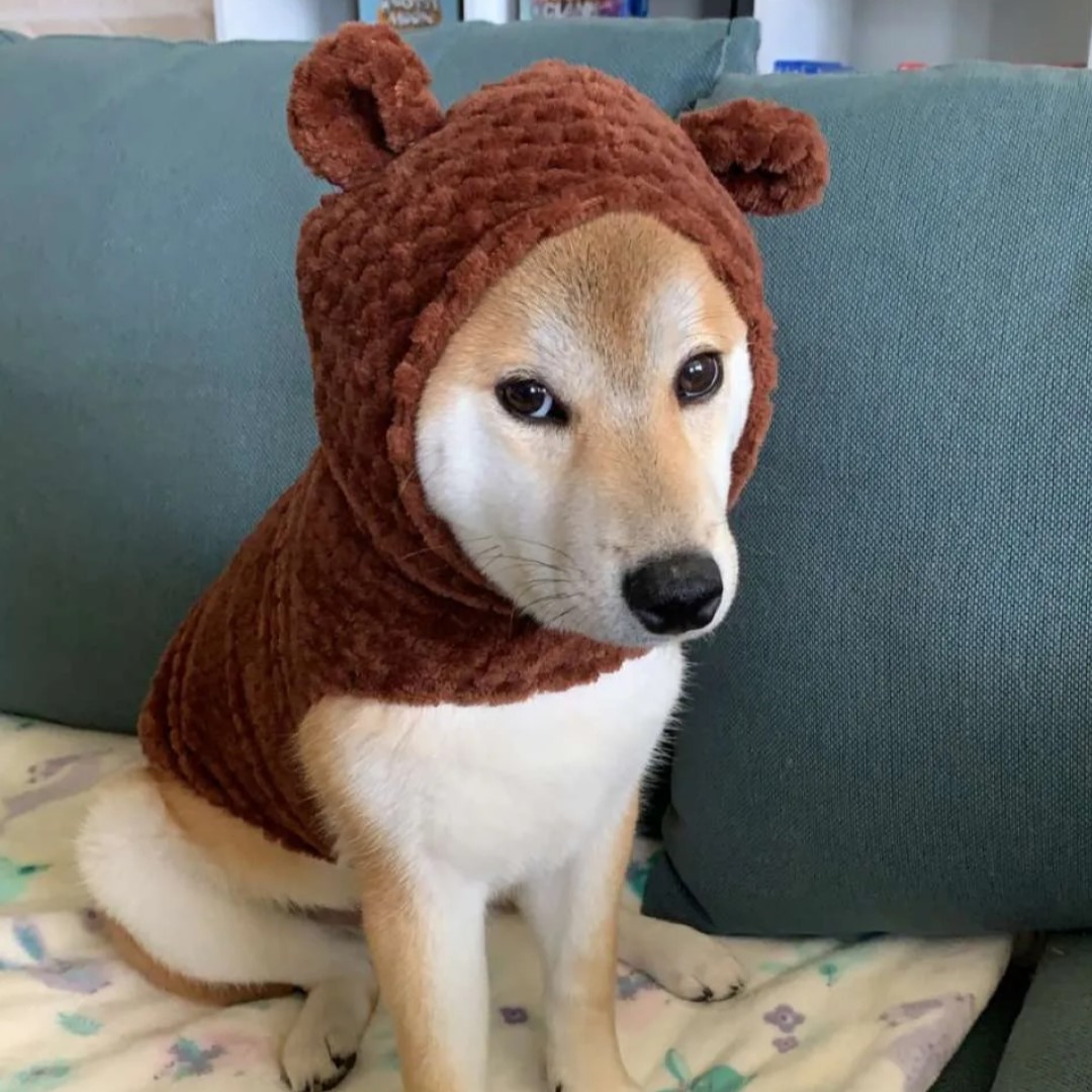 A picture of my dog in a bear hoodie to represent myself.