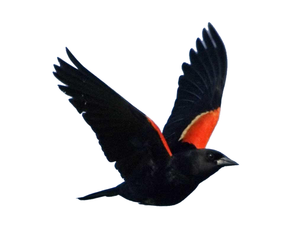 blackbird