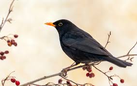 Blackbird project thumbnail