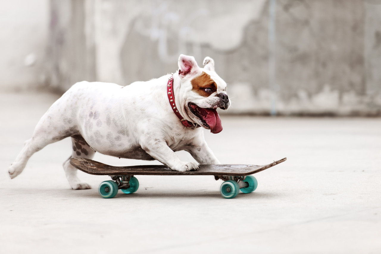 Skateboarding Bulldog Narrative thumbnail