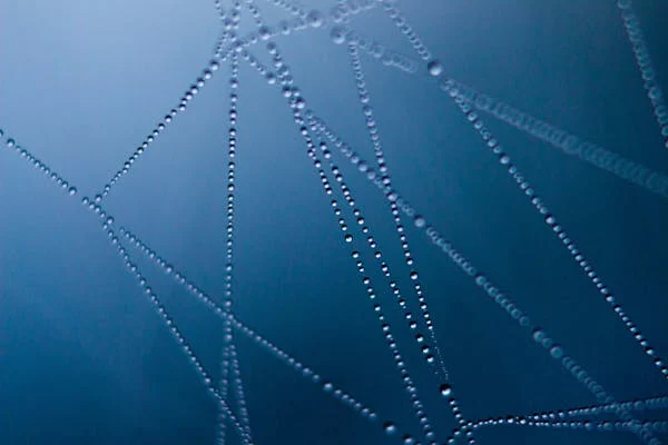 A spider web with dew on it.