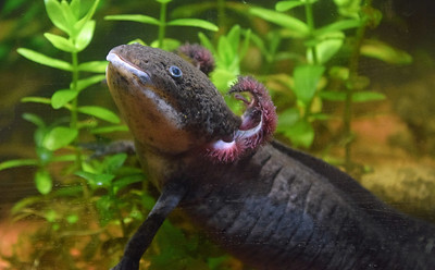 Wild Axolotol
