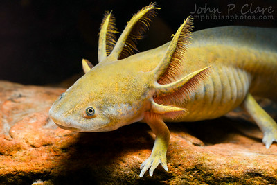 Golden Axolotol