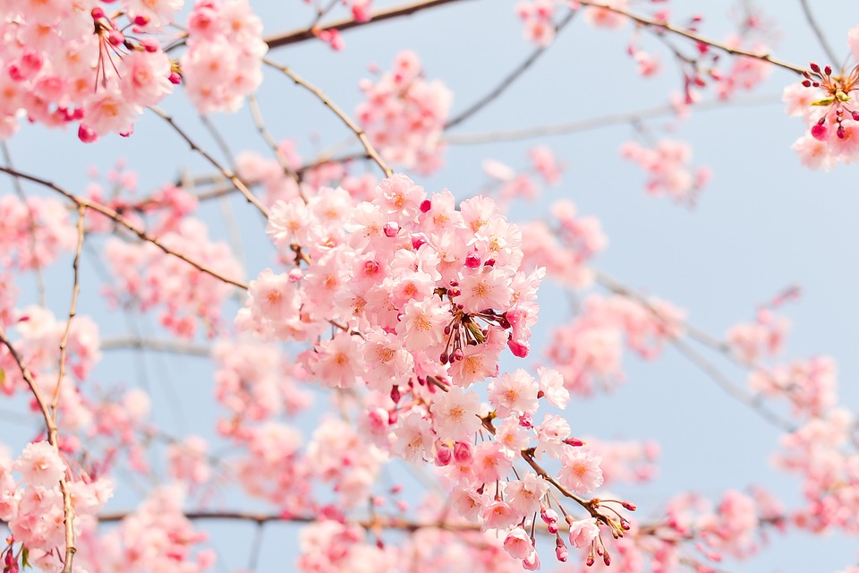an image of a cherry blossom in Japan which was taken from Pixabay